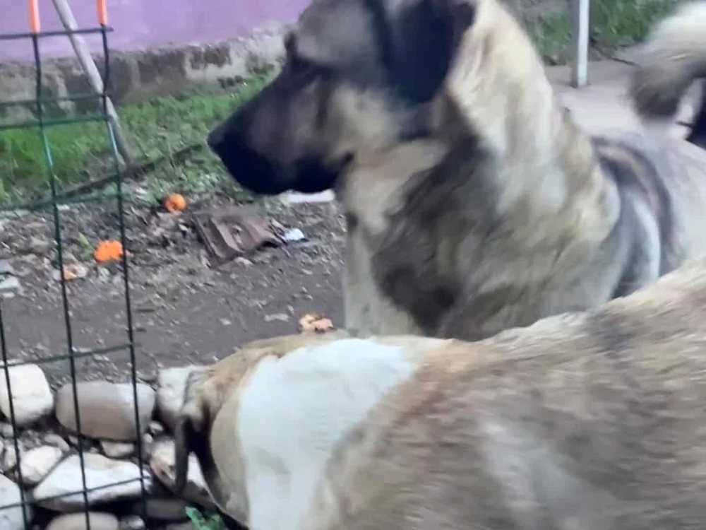 Anatolian Shepherd on patrol