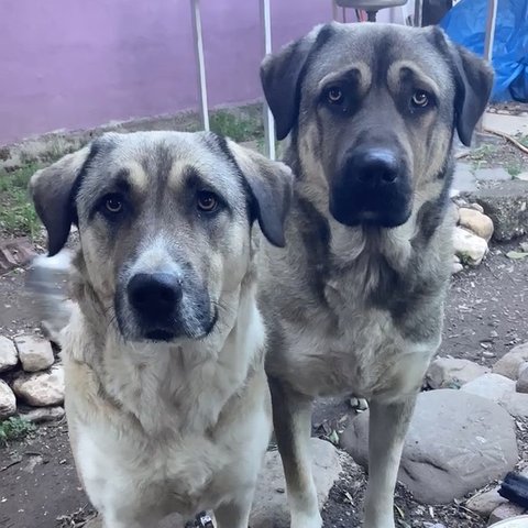Pablo & Sheila