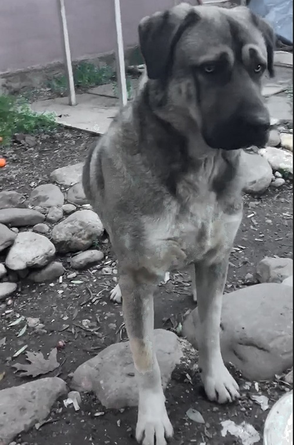 Pablo