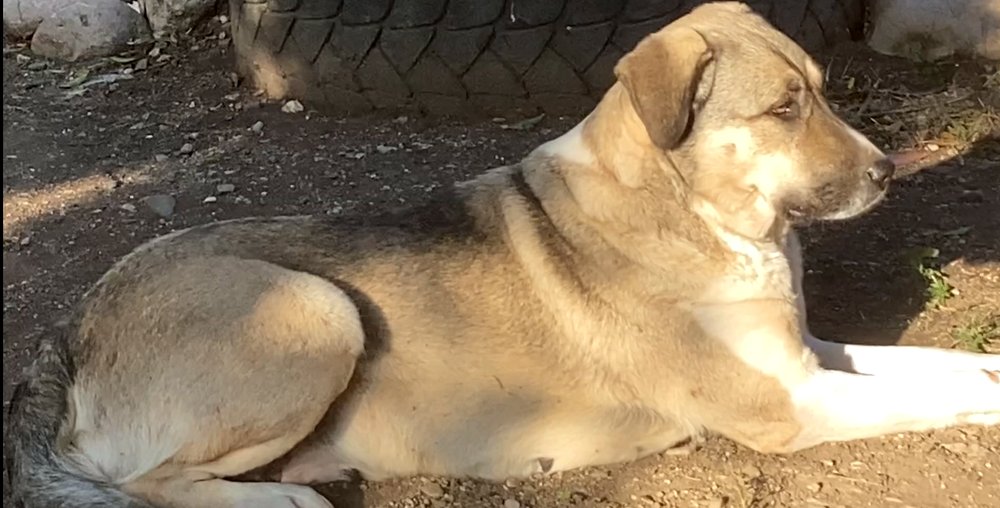 Sheila